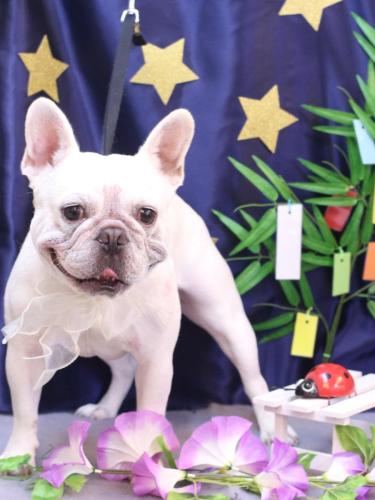 20230722ブーくん